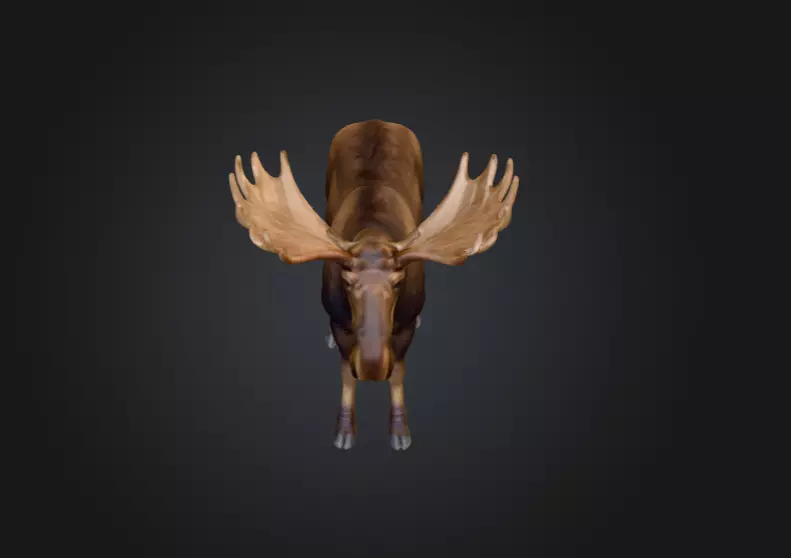 Photorealistic Male Moose Low-poly 3D model_9