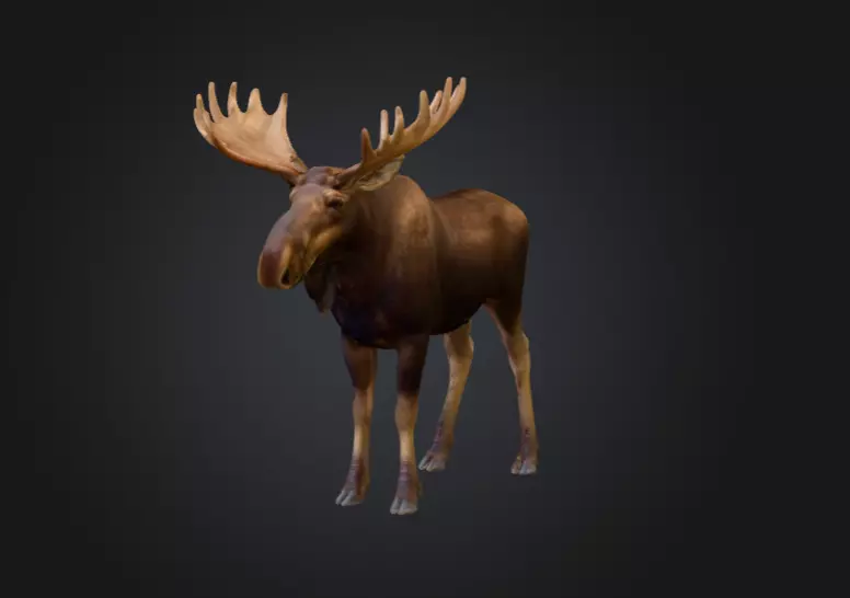 Photorealistic Male Moose Low-poly 3D model_8