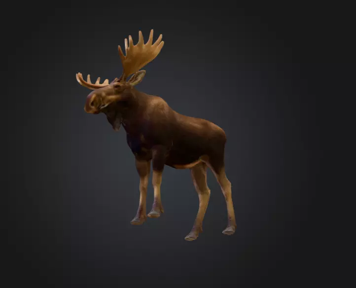 Photorealistic Male Moose Low-poly 3D model_14