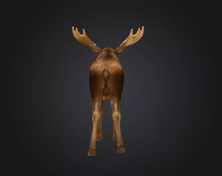 Photorealistic Male Moose Low-poly 3D model_5