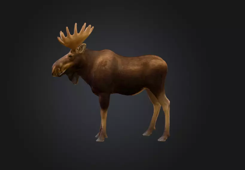 Photorealistic Male Moose Low-poly 3D model_7