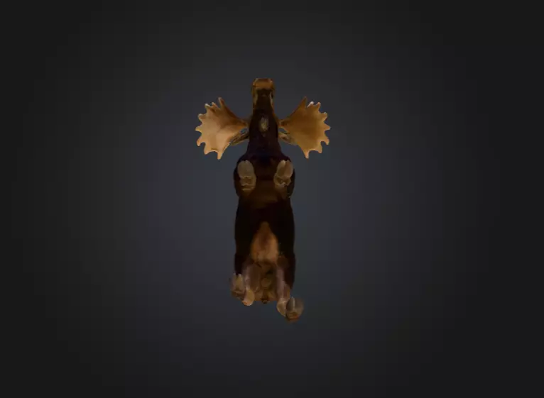 Photorealistic Male Moose Low-poly 3D model_16