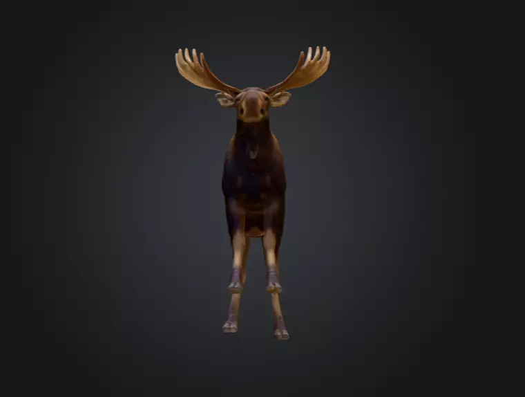 Photorealistic Male Moose Low-poly 3D model_12
