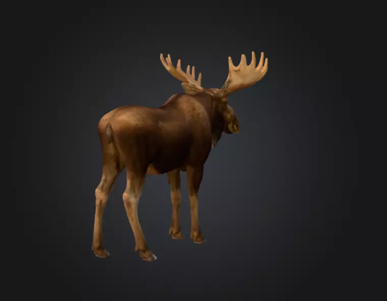 Photorealistic Male Moose Low-poly 3D model_4
