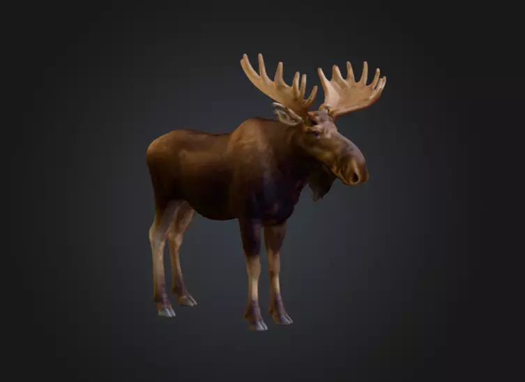Photorealistic Male Moose Low-poly 3D model_2
