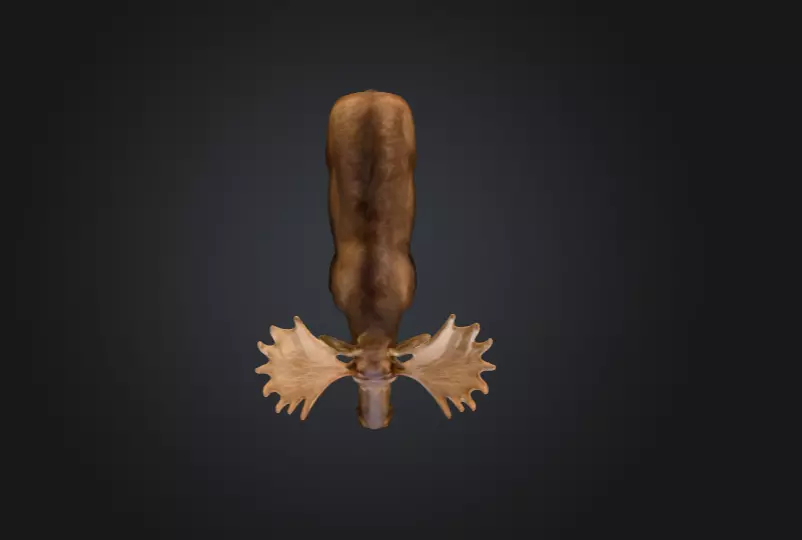 Photorealistic Male Moose Low-poly 3D model_15