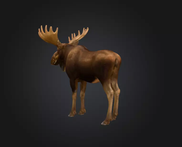 Photorealistic Male Moose Low-poly 3D model_6