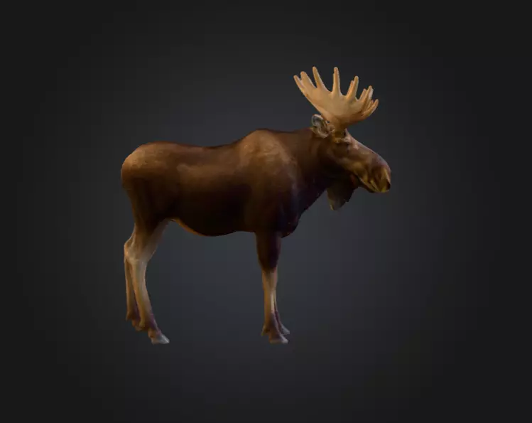 Photorealistic Male Moose Low-poly 3D model_3