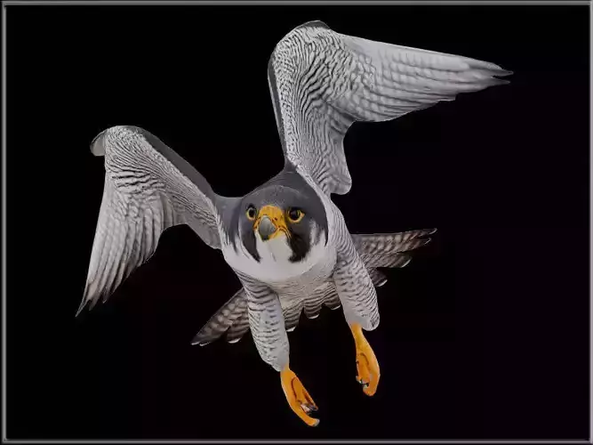 Peregrine Falcon Low-poly 3D model