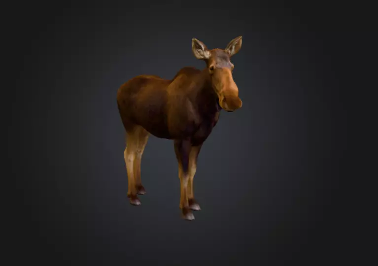 Photorealistic Female Moose Low-poly 3D model_2