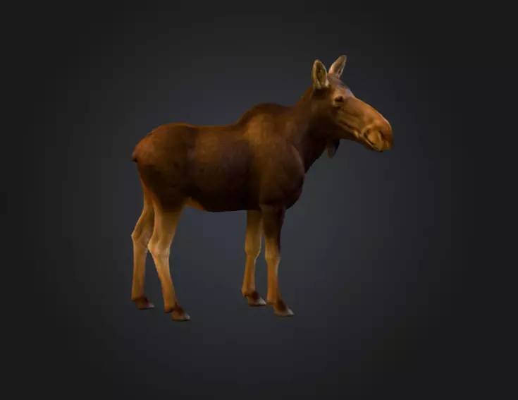 Photorealistic Female Moose Low-poly 3D model_3