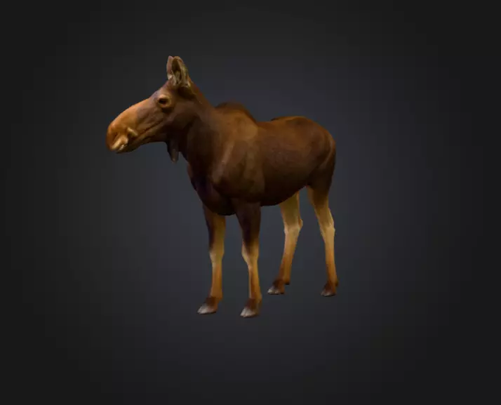Photorealistic Female Moose Low-poly 3D model_8