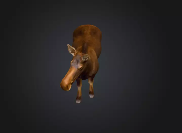 Photorealistic Female Moose Low-poly 3D model_9