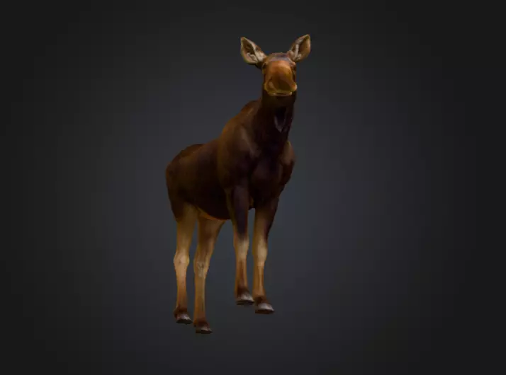 Photorealistic Female Moose Low-poly 3D model_13