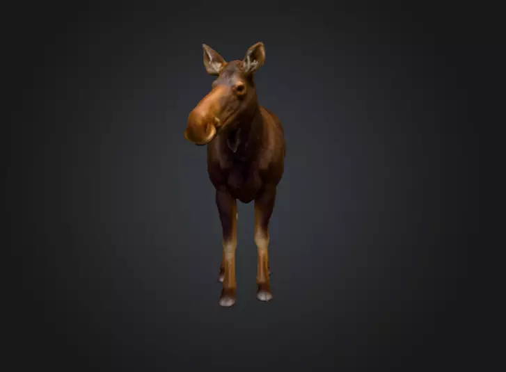 Photorealistic Female Moose Low-poly 3D model_1