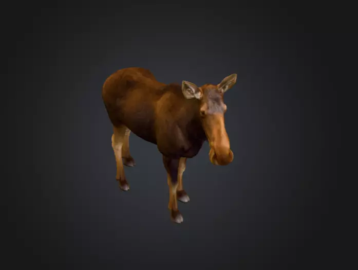 Photorealistic Female Moose Low-poly 3D model_10