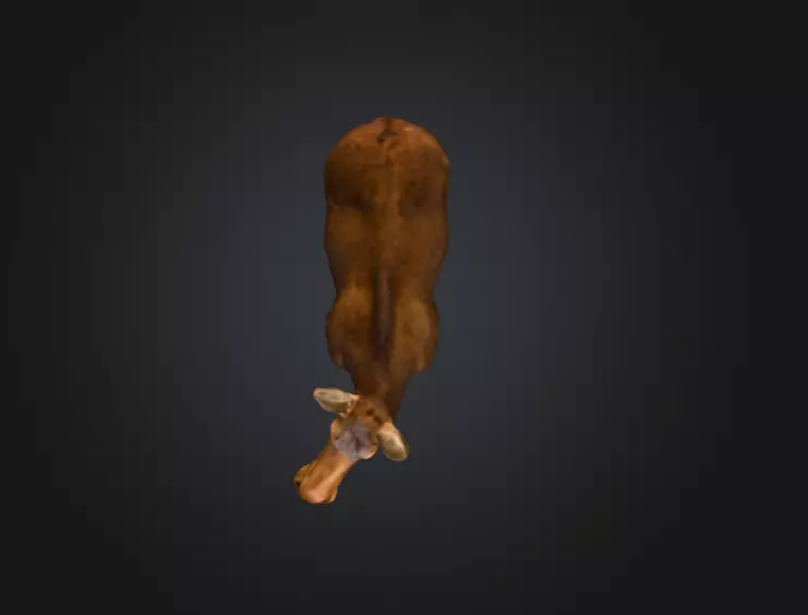 Photorealistic Female Moose Low-poly 3D model_15