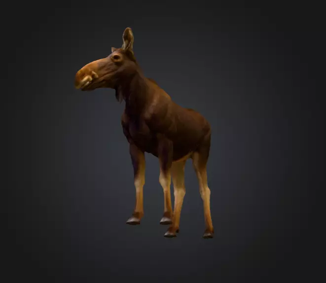 Photorealistic Female Moose Low-poly 3D model_14