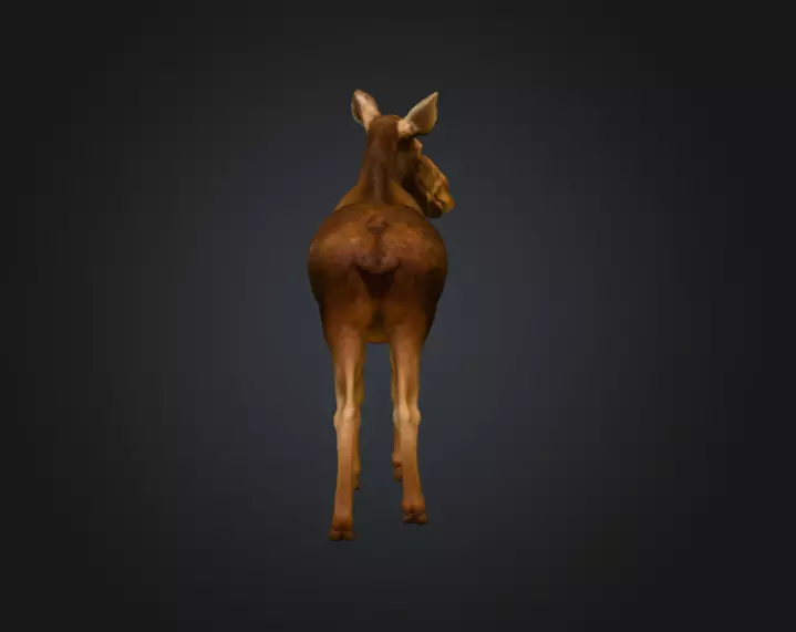 Photorealistic Female Moose Low-poly 3D model_5