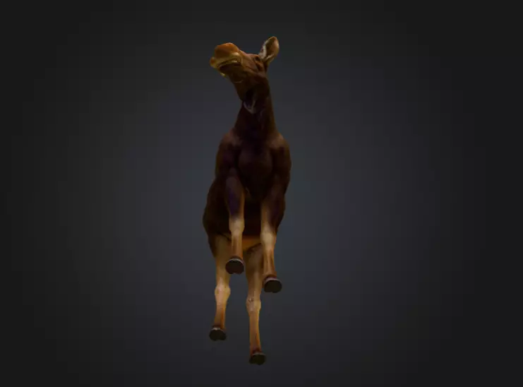 Photorealistic Female Moose Low-poly 3D model_12