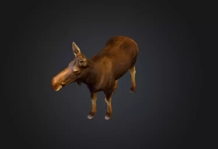 Photorealistic Female Moose Low-poly 3D model_11