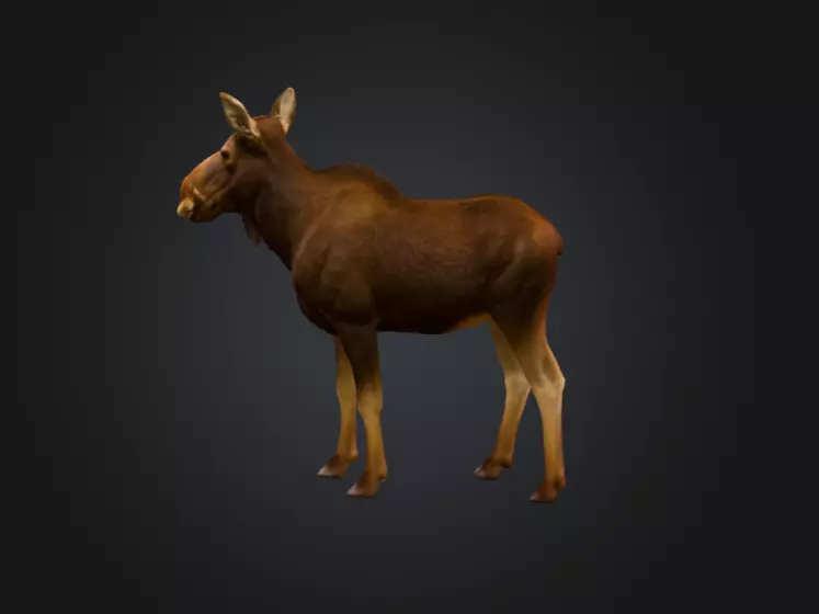Photorealistic Female Moose Low-poly 3D model_7