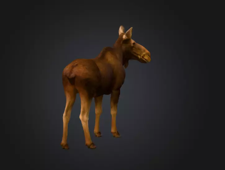 Photorealistic Female Moose Low-poly 3D model_4