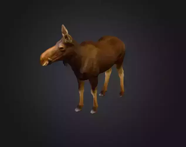 Photorealistic Female Moose Low-poly 3D model Photorealistic Female Moose Low-poly 3D model