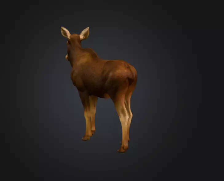 Photorealistic Female Moose Low-poly 3D model_6