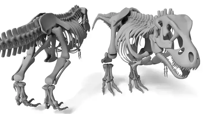 Tyrannosaurus Rex Skeleton 3D Model