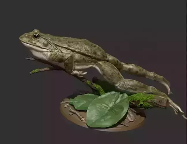 Frog 3D Model