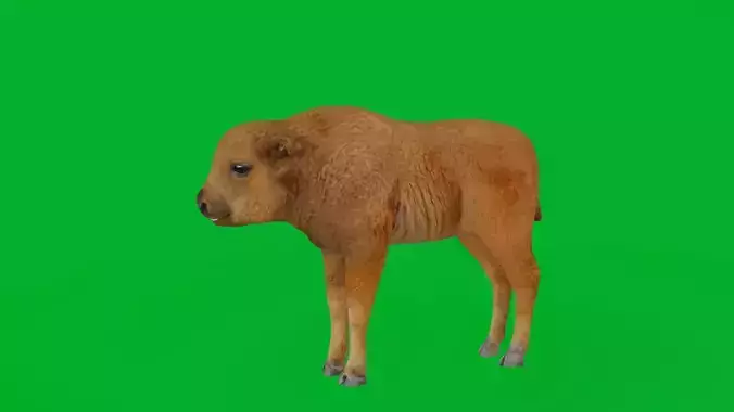 European Bison Calf