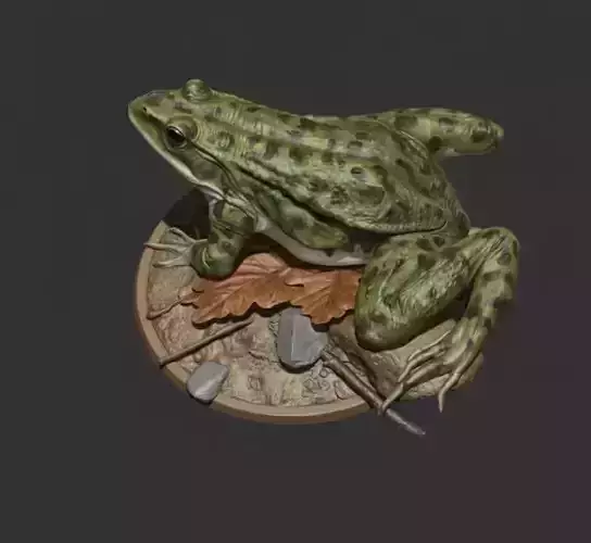 Frog 3D Model