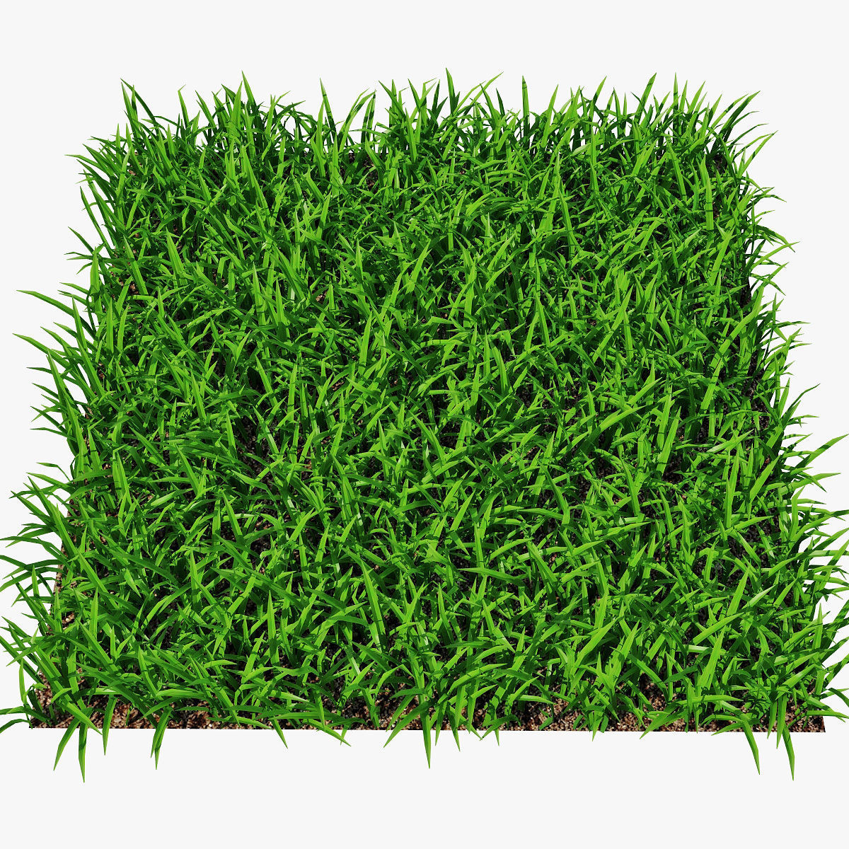 Grass 15cm 3D model_1