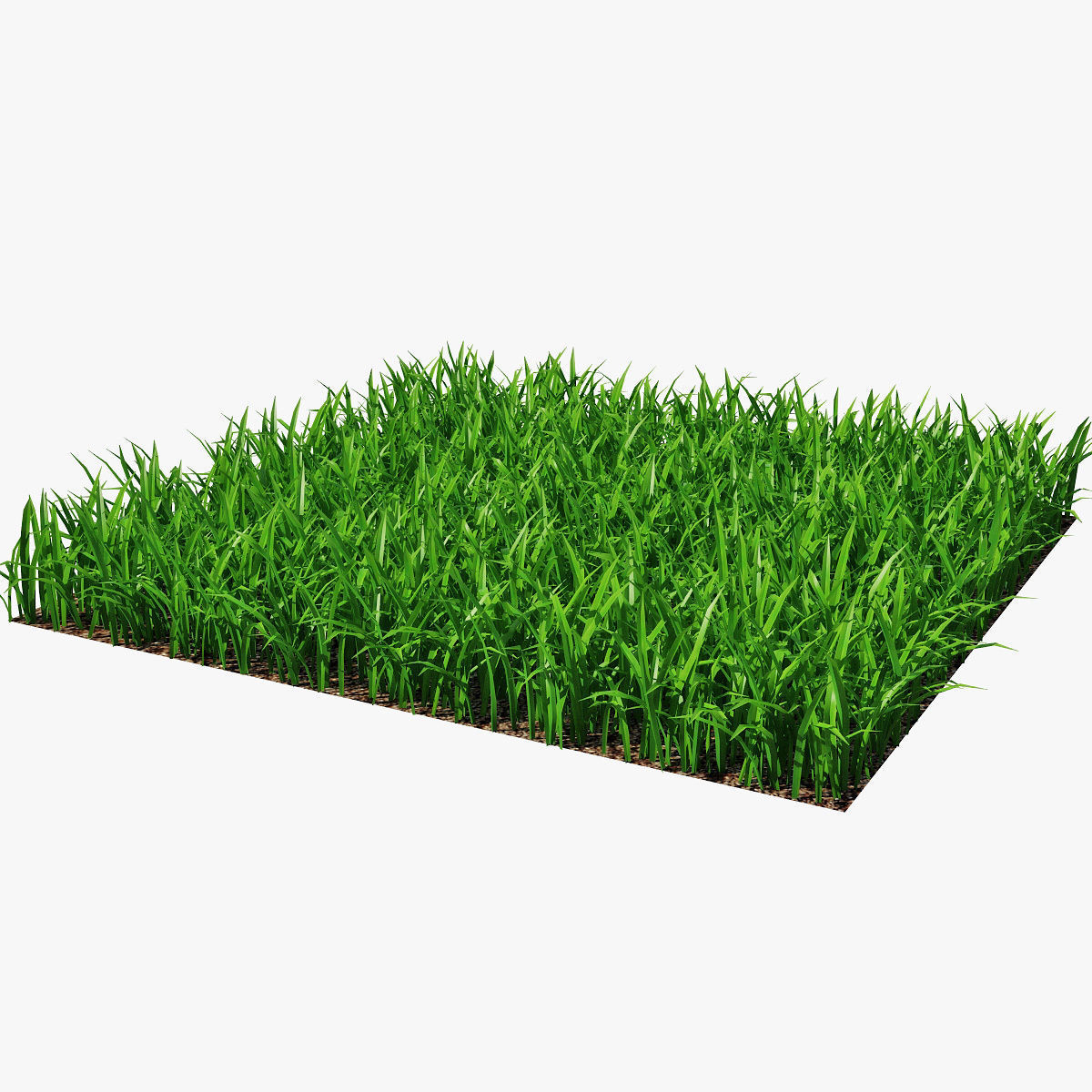 Grass 15cm 3D model_2