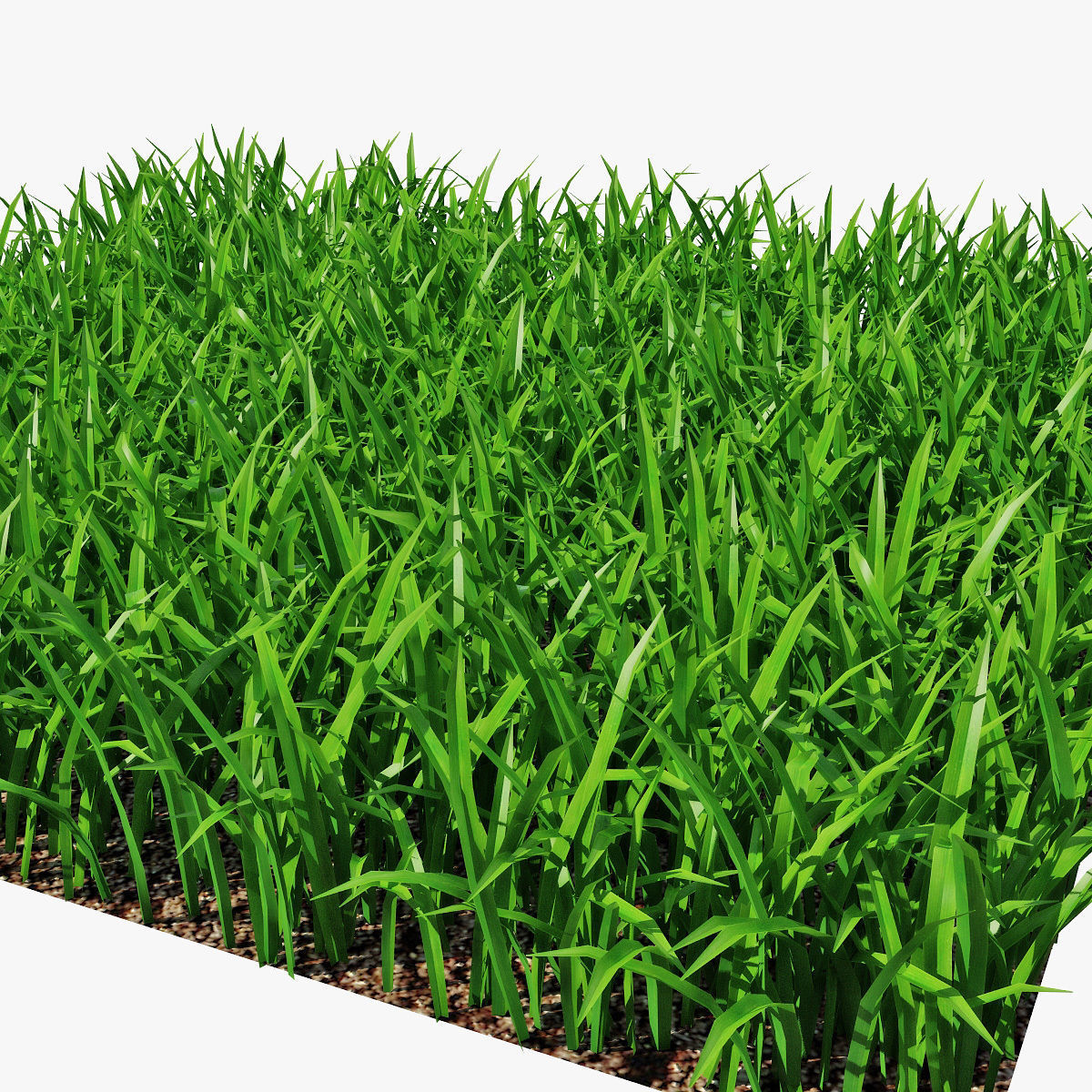Grass 15cm 3D model_3