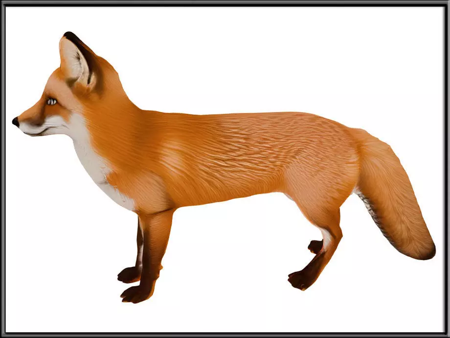 RED FOX Low-poly 3D model_0