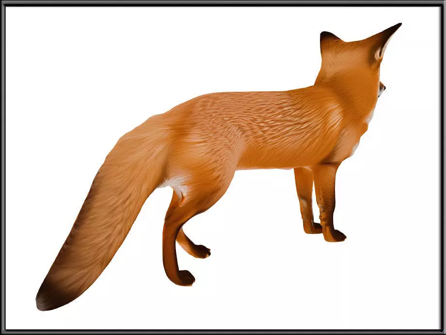 RED FOX Low-poly 3D model_4