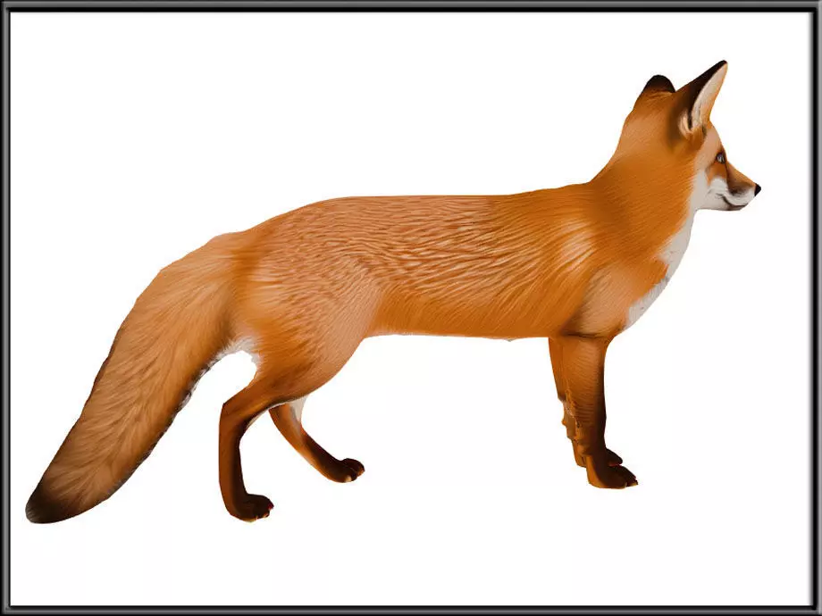 RED FOX Low-poly 3D model_3