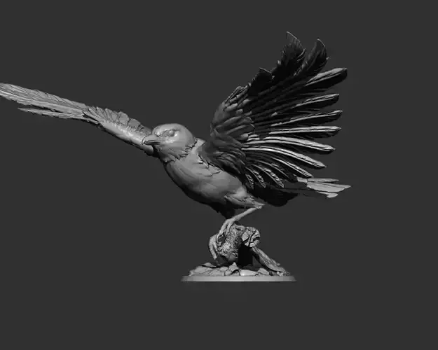 Magpie Bird Wings Spread