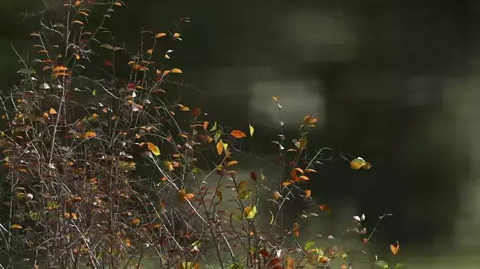 High quality Cherry Tree 01 Winter