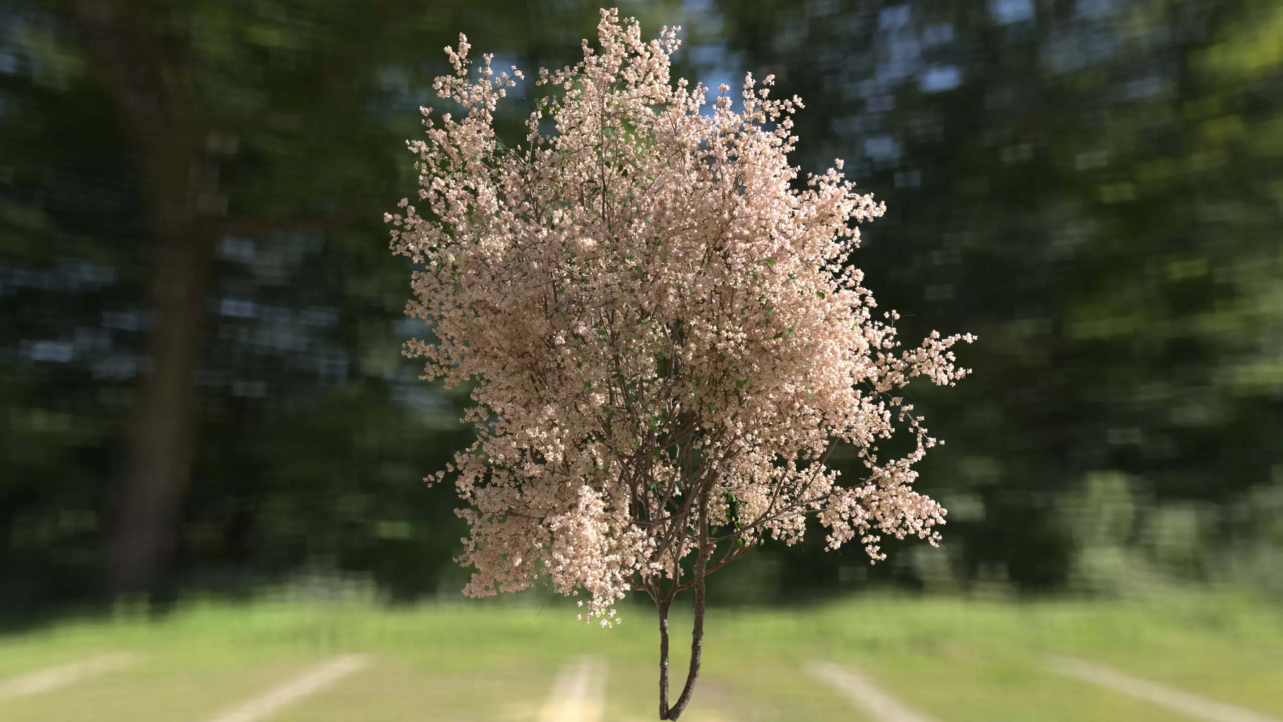 High quality Cherry Tree 01 Spring 3D model