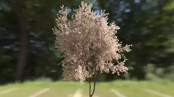 High quality Cherry Tree 01 Spring 3D model