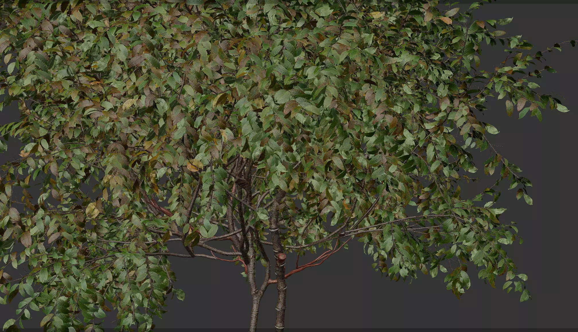 High quality Cherry Tree 01 Summer 3D model_4