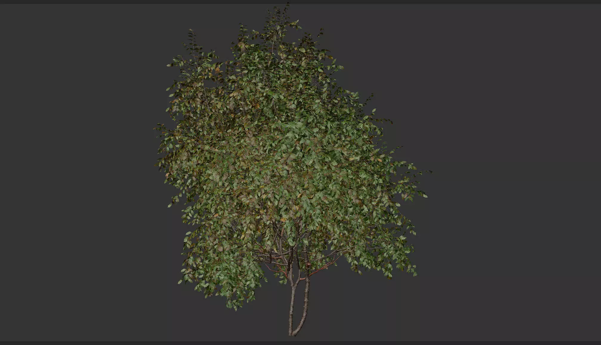 High quality Cherry Tree 01 Summer 3D model_3