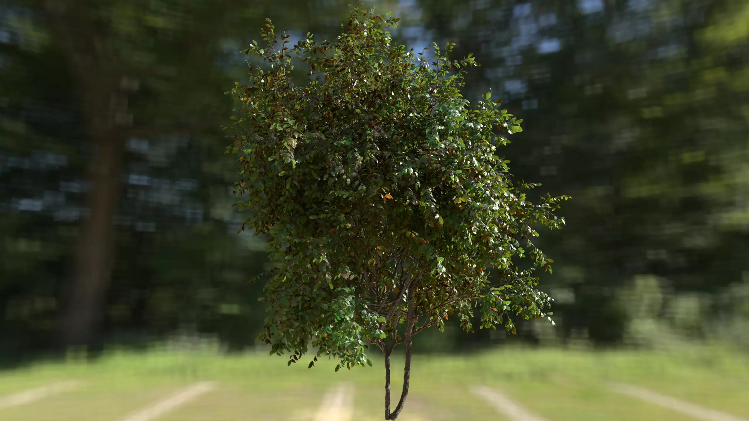 High quality Cherry Tree 01 Summer 3D model_1