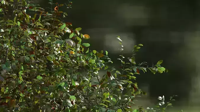 High quality Cherry Tree 01 Summer