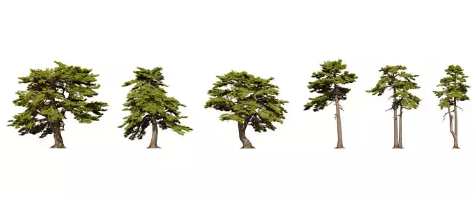 Pine Tree  pack