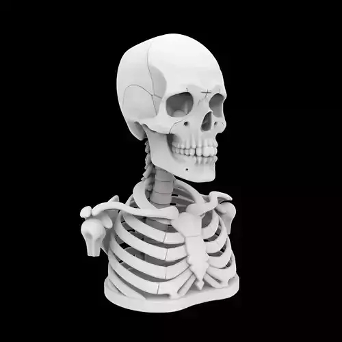 Skeleton Bust 3D Print Model