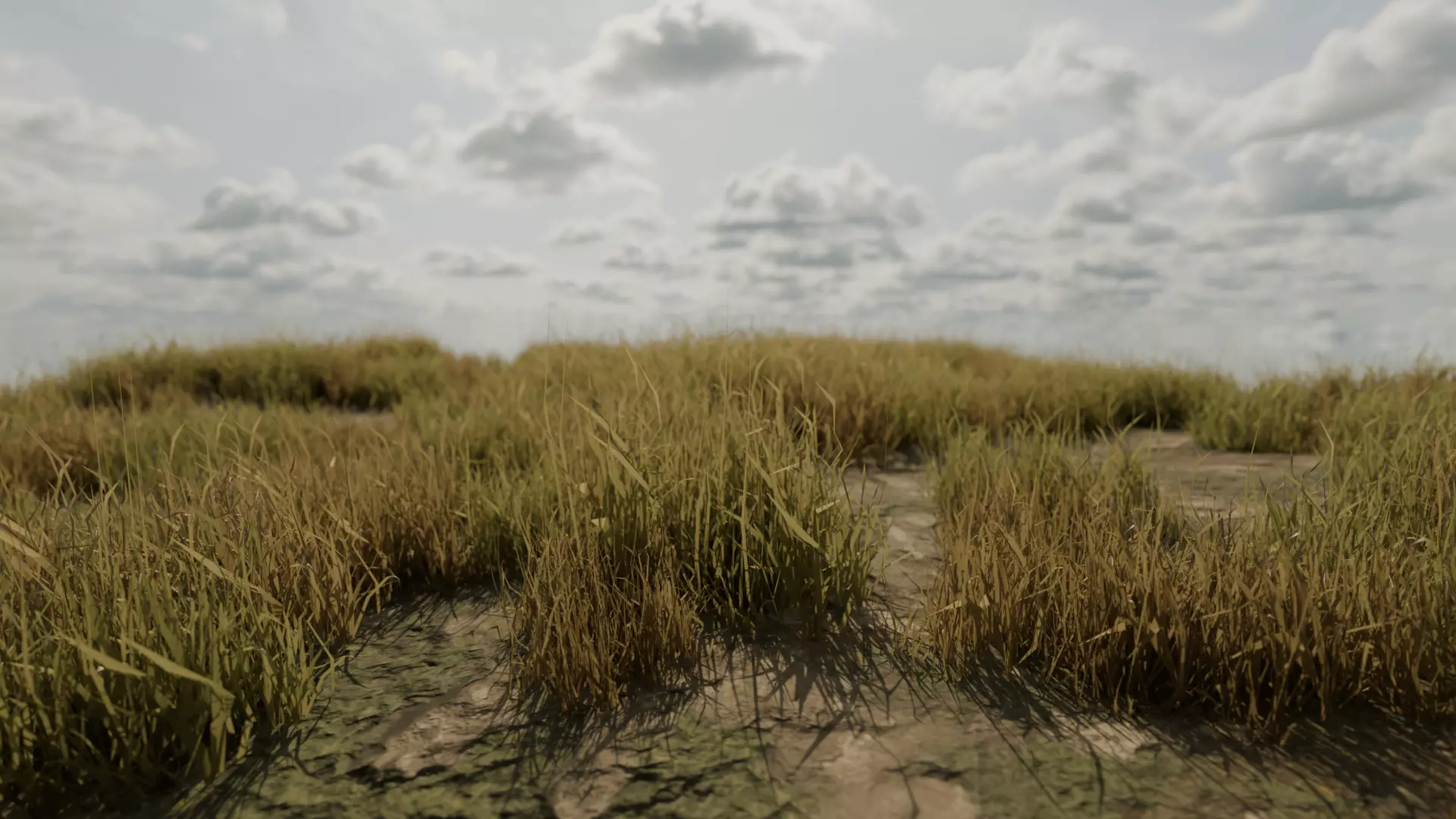 Grass Field Low-poly 3D model_5